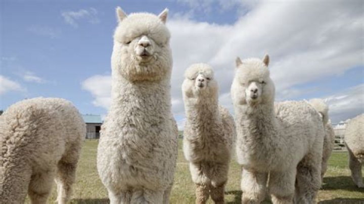Are alpacas still profitable?