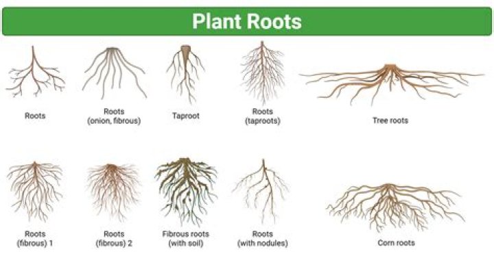 Can a tree grow roots?