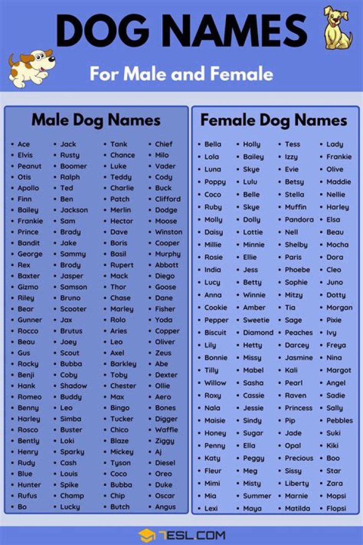 Can you name your dog Bob?