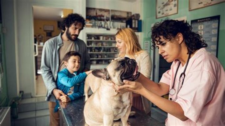 Do animal friends pay the vet directly?