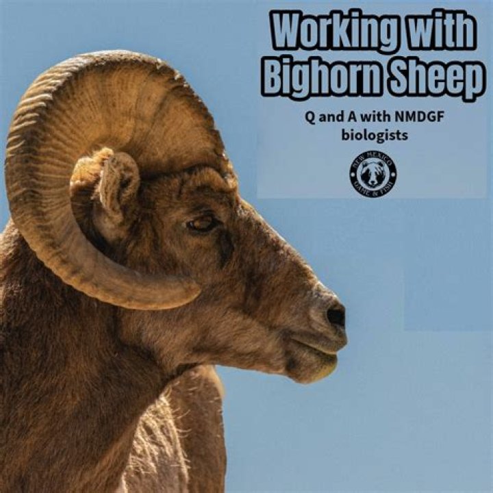 Do non residents get 1099?