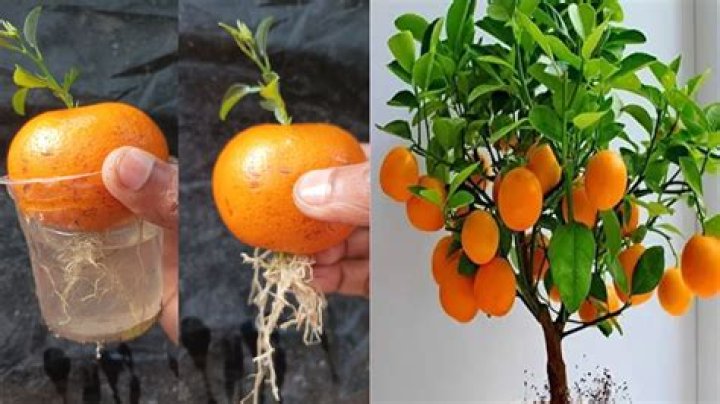 How many oranges can one orange tree produce?