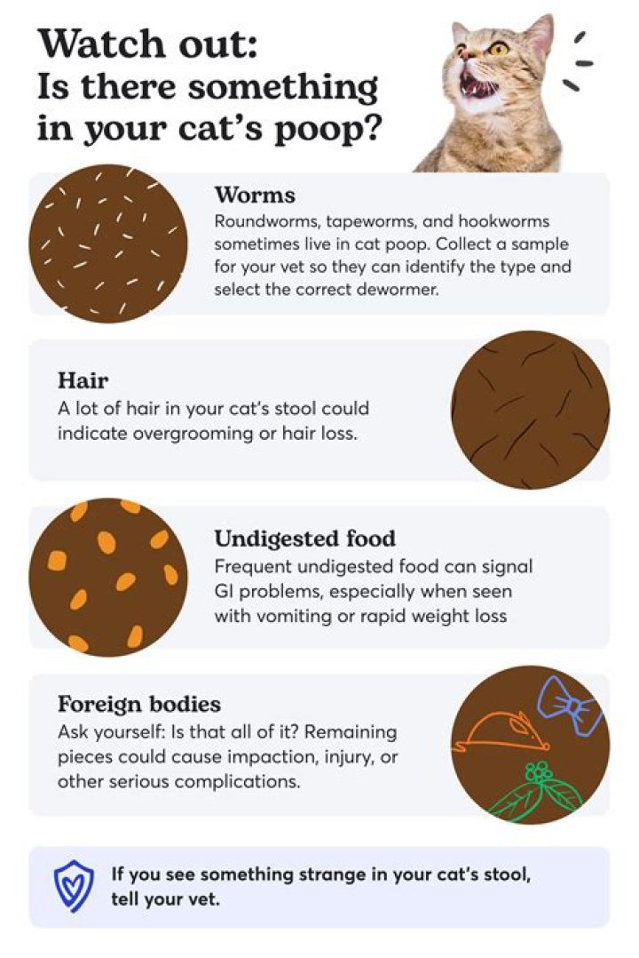 How many times should your car be safety inspected each year?