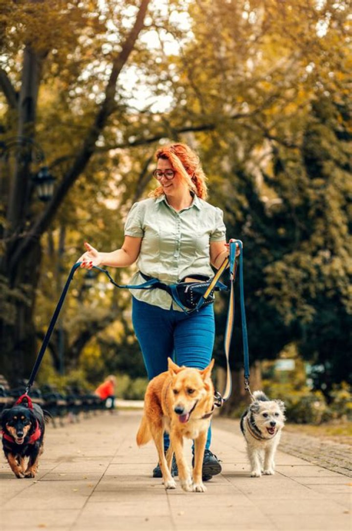 How much do dog walkers charge in Colorado?