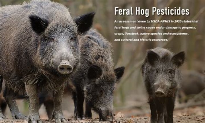How much does Texas pay to kill hogs?
