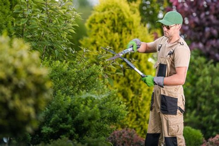 How much should a tree trimming service cost?