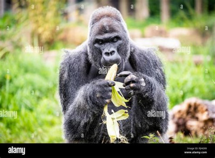 What animal eats western lowland gorilla?