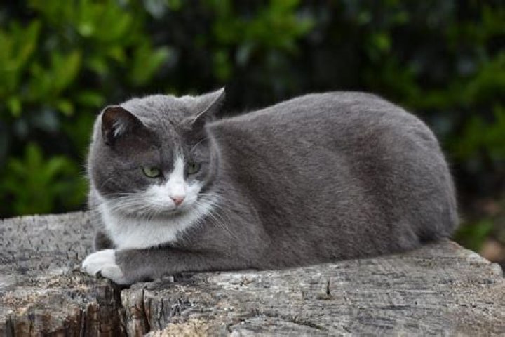 What is a domestic client?