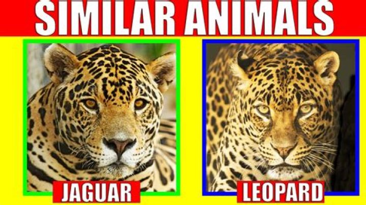 What is similar to a 1099?