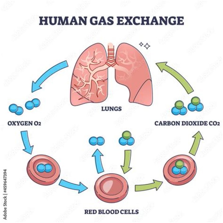 What is the process of using oxygen to release energy in cells called?
