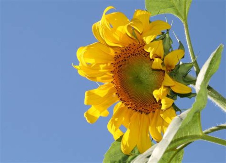 What is the third child syndrome?