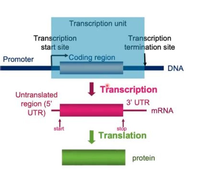 When did the IRS stop processing transcripts?