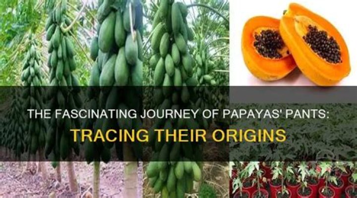 Where does papaya get their clothes?