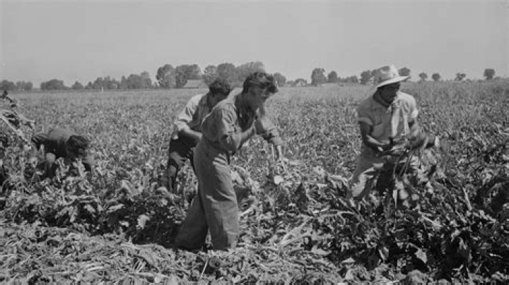 Why did fewer people have to work in agriculture now?